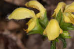 Yellow archangel